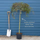 Patio Acer Tree | Acer palmatum 'Inaba-shidare' Ornamental Trees