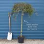 Patio Acer Tree | Acer palmatum 'Inaba-shidare' Ornamental Trees