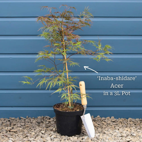 Patio Acer Tree | Acer palmatum 'Inaba-shidare' Ornamental Trees