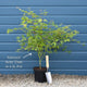Japanese Maple Tree | Acer palmatum 'Katsura' Ornamental Trees