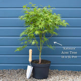 Japanese Maple Tree | Acer palmatum 'Katsura' Ornamental Trees