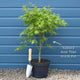 Japanese Maple Tree | Acer palmatum 'Katsura' Ornamental Trees