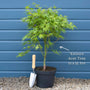 Japanese Maple Tree | Acer palmatum 'Katsura' Ornamental Trees