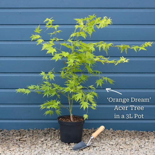 Japanese Maple Tree | Acer palmatum 'Orange Dream' Ornamental Trees