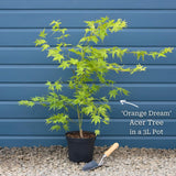 Japanese Maple Tree | Acer palmatum 'Orange Dream' Ornamental Trees