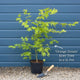 Japanese Maple Tree | Acer palmatum 'Orange Dream' Ornamental Trees