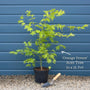 Japanese Maple Tree | Acer palmatum 'Orange Dream' Ornamental Trees