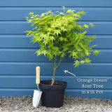 Japanese Maple Tree | Acer palmatum 'Orange Dream' Ornamental Trees