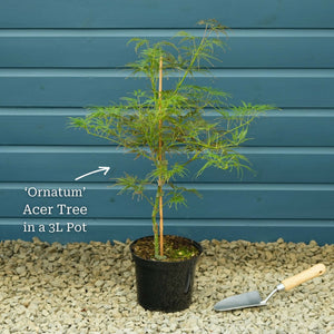 Japanese Maple Tree | Acer palmatum 'Ornatum' Ornamental Trees