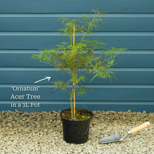 Japanese Maple Tree | Acer palmatum 'Ornatum' Ornamental Trees