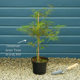 Japanese Maple Tree | Acer palmatum 'Ornatum' Ornamental Trees