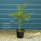 Japanese Maple Tree | Acer palmatum 'Ornatum' Ornamental Trees