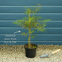 Japanese Maple Tree | Acer palmatum 'Ornatum' Ornamental Trees