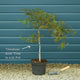 Japanese Maple Tree | Acer palmatum 'Ornatum' Ornamental Trees