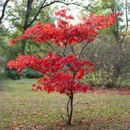 Japanese Maple Tree | Acer palmatum 'Osakazuki' Ornamental Trees
