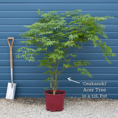 Japanese Maple Tree | Acer palmatum 'Osakazuki' Ornamental Trees
