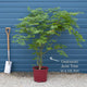 Japanese Maple Tree | Acer palmatum 'Osakazuki' Ornamental Trees