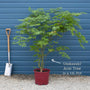 Japanese Maple Tree | Acer palmatum 'Osakazuki' Ornamental Trees