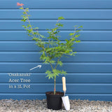 Acer palmatum 'Osakazuki'  | Japanese Maple Tree Ornamental Trees