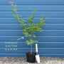 Acer palmatum 'Osakazuki'  | Japanese Maple Tree Ornamental Trees