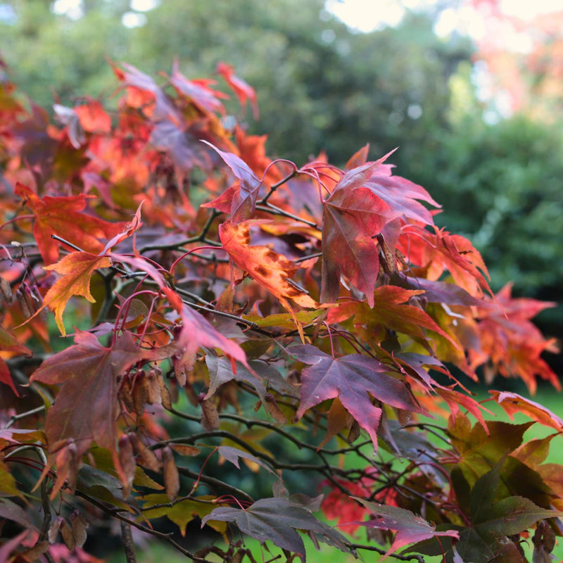 Japanese Maple Tree | Acer palmatum 'Osakazuki' Ornamental Trees