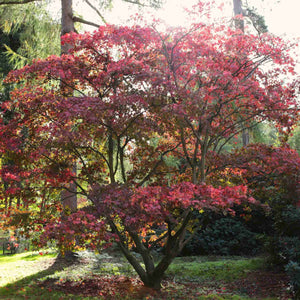 Japanese Maple Tree | Acer palmatum 'Osakazuki' Ornamental Trees