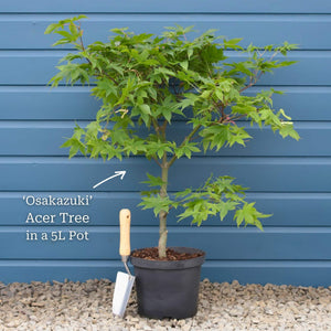 Acer palmatum 'Osakazuki'  | Japanese Maple Tree Ornamental Trees