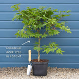 Acer palmatum 'Osakazuki'  | Japanese Maple Tree Ornamental Trees