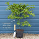 Acer palmatum 'Osakazuki'  | Japanese Maple Tree Ornamental Trees