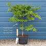 Acer palmatum 'Osakazuki'  | Japanese Maple Tree Ornamental Trees