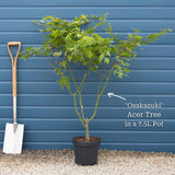 Acer palmatum 'Osakazuki'  | Japanese Maple Tree Ornamental Trees