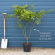 Acer palmatum 'Osakazuki'  | Japanese Maple Tree Ornamental Trees