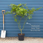 Acer palmatum 'Osakazuki'  | Japanese Maple Tree Ornamental Trees