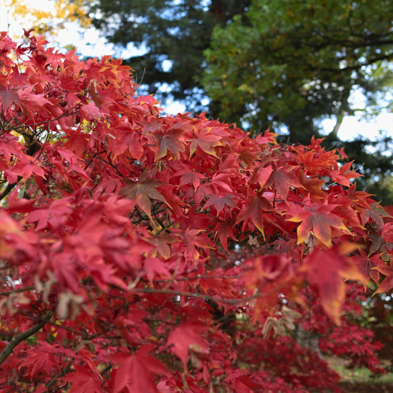 Japanese Maple Tree | Acer palmatum 'Osakazuki' Ornamental Trees