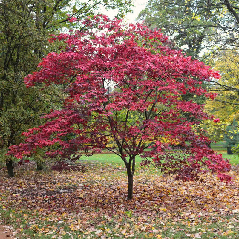 Japanese Maple Tree | Acer palmatum 'Osakazuki' Ornamental Trees