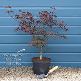 Red Japanese Maple Tree | Acer palmatum 'Red Emperor' Ornamental Trees