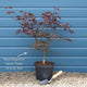 Red Japanese Maple Tree | Acer palmatum 'Red Emperor' Ornamental Trees