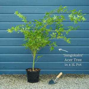 Coral Bark Japanese Maple Tree | Acer palmatum 'Sangokaku' Ornamental Trees