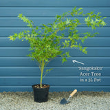 Coral Bark Japanese Maple Tree | Acer palmatum 'Sangokaku' Ornamental Trees