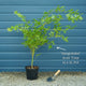 Coral Bark Japanese Maple Tree | Acer palmatum 'Sangokaku' Ornamental Trees
