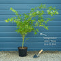 Coral Bark Japanese Maple Tree | Acer palmatum 'Sangokaku' Ornamental Trees