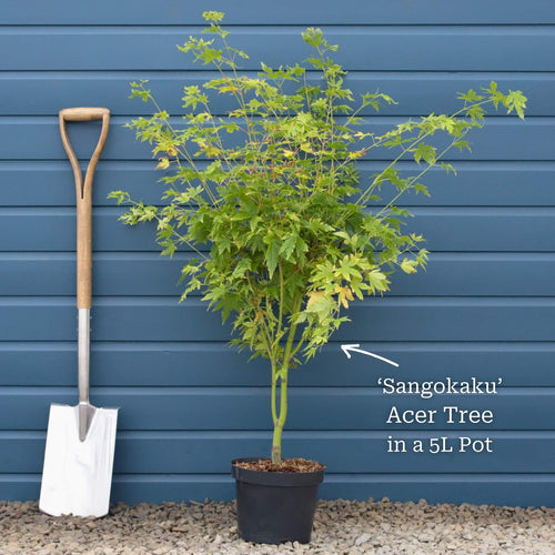 Coral Bark Japanese Maple Tree | Acer palmatum 'Sangokaku' Ornamental Trees