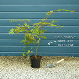 Japanese Maple Tree | Acer palmatum 'Shin-deshojo' Ornamental Trees