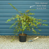 Japanese Maple Tree | Acer palmatum 'Shin-deshojo' Ornamental Trees