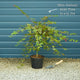 Japanese Maple Tree | Acer palmatum 'Shin-deshojo' Ornamental Trees