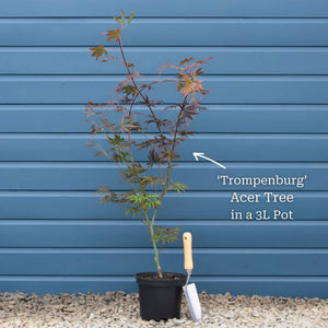 Japanese Maple Tree | Acer palmatum 'Trompenburg' Ornamental Trees