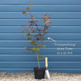 Japanese Maple Tree | Acer palmatum 'Trompenburg' Ornamental Trees