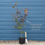 Japanese Maple Tree | Acer palmatum 'Trompenburg' Ornamental Trees