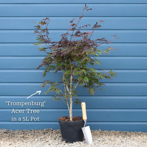 Japanese Maple Tree | Acer palmatum 'Trompenburg' Ornamental Trees