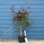 Japanese Maple Tree | Acer palmatum 'Trompenburg' Ornamental Trees